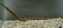 Bellybar Freshwater Pipefish not algae